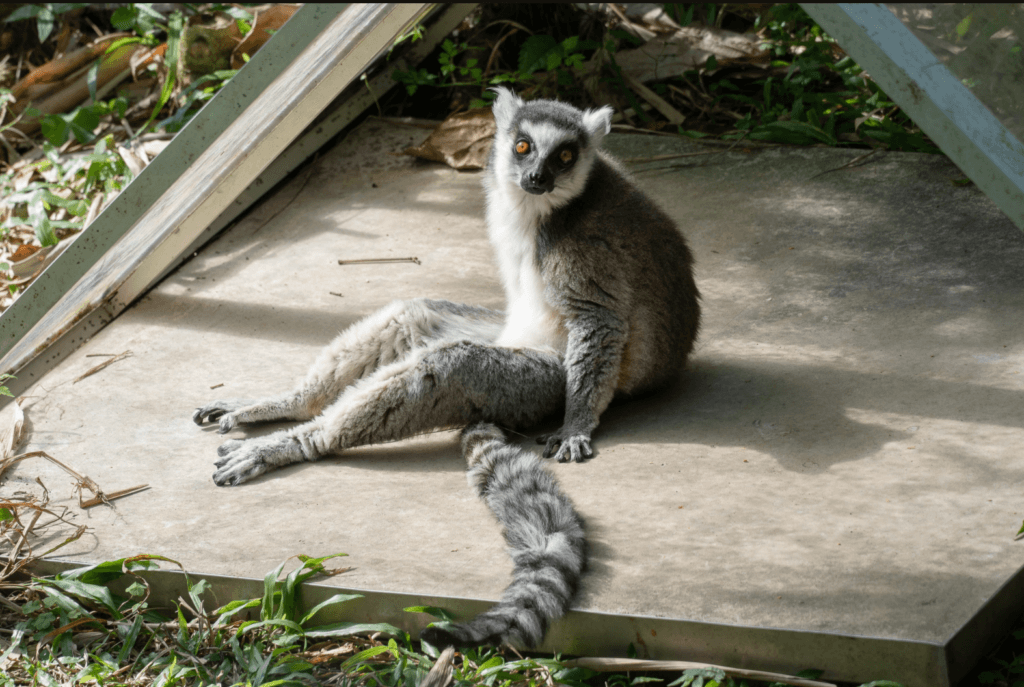 把握冬日太陽! 動物園狐猴「大叔坐」曬日光浴瞇眼:好舒服喔 近日的天氣日夜溫差變化劇烈,動物園許多動物趕緊把握曬太陽的好機會,享受冬日的幸福時光。非洲動物區的狐猴們不但喜愛日光浴,還呈現各種悠哉舒適的姿勢,有些放鬆席地而坐,有些順勢躺臥在草地上呈「大叔坐」,還有抱成一團的「毛球」,會讓遊客看了也會想要仿效來場日光浴。