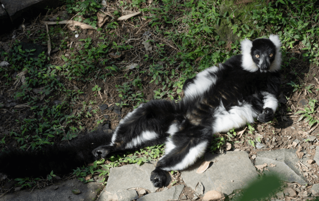 把握冬日太陽! 動物園狐猴「大叔坐」曬日光浴瞇眼:好舒服喔 近日的天氣日夜溫差變化劇烈,動物園許多動物趕緊把握曬太陽的好機會,享受冬日的幸福時光。非洲動物區的狐猴們不但喜愛日光浴,還呈現各種悠哉舒適的姿勢,有些放鬆席地而坐,有些順勢躺臥在草地上呈「大叔坐」,還有抱成一團的「毛球」,會讓遊客看了也會想要仿效來場日光浴。