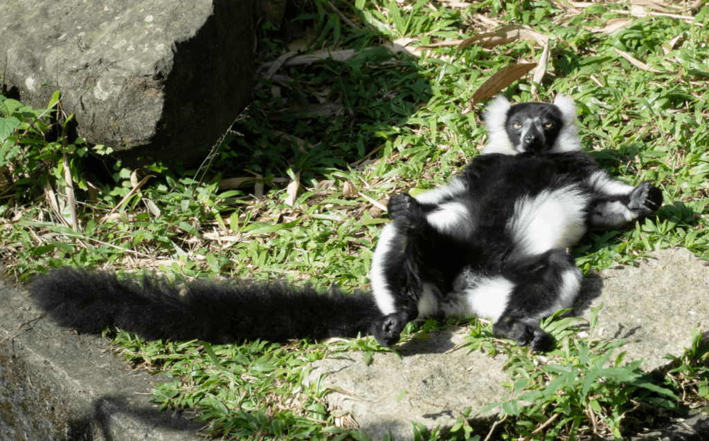 把握冬日太陽! 動物園狐猴「大叔坐」曬日光浴瞇眼:好舒服喔 近日的天氣日夜溫差變化劇烈,動物園許多動物趕緊把握曬太陽的好機會,享受冬日的幸福時光。非洲動物區的狐猴們不但喜愛日光浴,還呈現各種悠哉舒適的姿勢,有些放鬆席地而坐,有些順勢躺臥在草地上呈「大叔坐」,還有抱成一團的「毛球」,會讓遊客看了也會想要仿效來場日光浴。