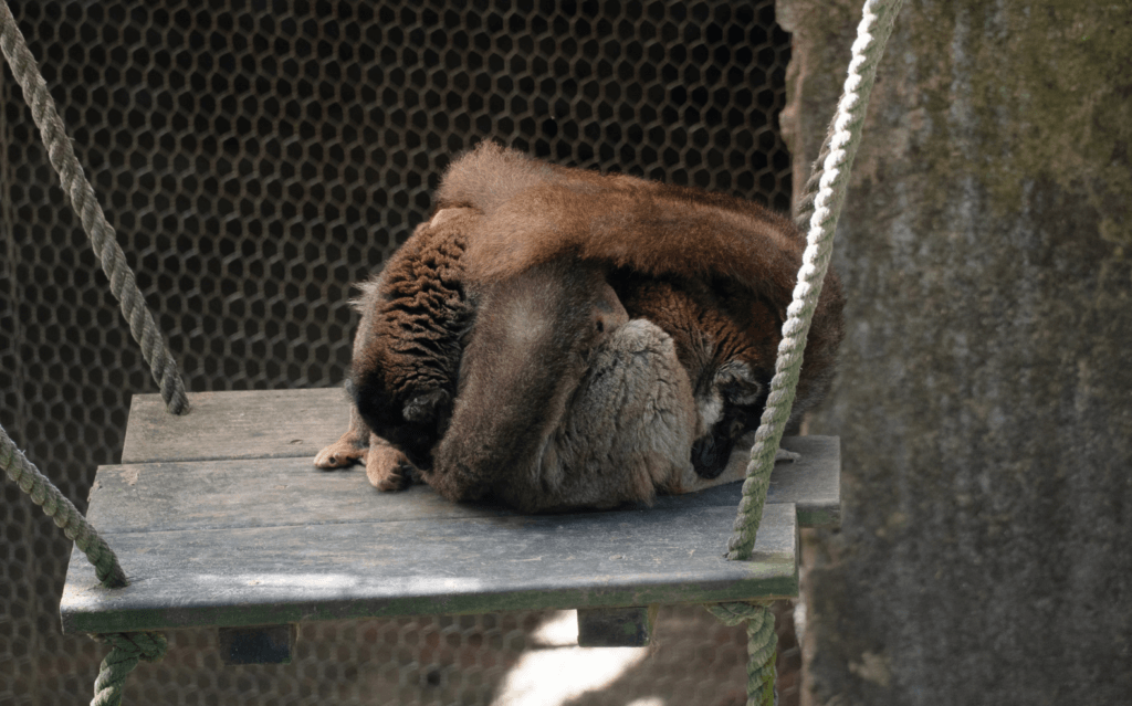 把握冬日太陽! 動物園狐猴「大叔坐」曬日光浴瞇眼:好舒服喔 近日的天氣日夜溫差變化劇烈,動物園許多動物趕緊把握曬太陽的好機會,享受冬日的幸福時光。非洲動物區的狐猴們不但喜愛日光浴,還呈現各種悠哉舒適的姿勢,有些放鬆席地而坐,有些順勢躺臥在草地上呈「大叔坐」,還有抱成一團的「毛球」,會讓遊客看了也會想要仿效來場日光浴。
