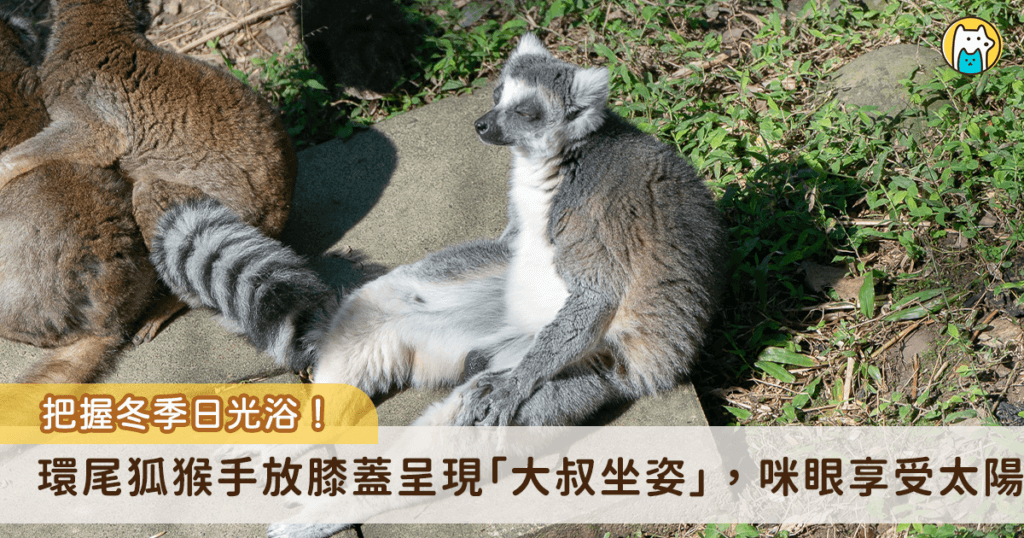 把握冬日太陽! 動物園狐猴「大叔坐」曬日光浴瞇眼:好舒服喔 近日的天氣日夜溫差變化劇烈,動物園許多動物趕緊把握曬太陽的好機會,享受冬日的幸福時光。非洲動物區的狐猴們不但喜愛日光浴,還呈現各種悠哉舒適的姿勢,有些放鬆席地而坐,有些順勢躺臥在草地上呈「大叔坐」,還有抱成一團的「毛球」,會讓遊客看了也會想要仿效來場日光浴。