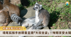 近日的天氣日夜溫差變化劇烈，動物園許多動物趕緊把握曬太陽的好機會，享受冬日的幸福時光。非洲動物區的狐猴們不但喜愛日光浴，還呈現各種悠哉舒適的姿勢，有些放鬆席地而坐，有些順勢躺臥在草地上呈「大叔坐」，還有抱成一團的「毛球」，會讓遊客看了也會想要仿效來場日光浴。