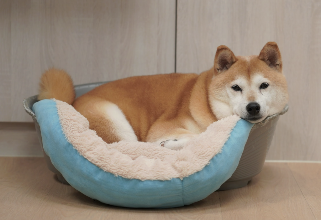 氣團一波接一波來襲，除了長輩要小心保暖，家中高齡犬貓也得多留意。獸醫示警，如果發現毛孩睡醒出現異常定格行為、抗拒散步走到門口就想回頭，或是出現睡眠不安穩、趴不下去或半夜頻繁換姿勢，甚至對撫摸產生抗拒閃躲等行為，都需要提高警覺。此外，狗貓晨間或夜間乾咳，也常被誤認為感冒，其實可能是心臟肥大壓迫氣管，或輕微肺積水的身體警訊。