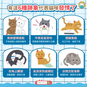 貓咪叫春是什麼？發情原因、6 大行為與處理方式全攻略