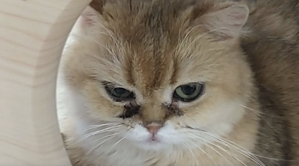 品種貓「買回來就生病」引糾紛 新北動保:選購寵物要三思 新北市近期發生多起寵物買賣糾紛,有消費者反映購買幼犬、幼貓後,短期內生病甚至死亡,引發醫療費用、退換貨及責任歸屬等消費糾紛。新北市動保處表示,由於一般消費者對動物整體健康狀況及幼齡犬貓適應新環境能力認知有限,加上部分品種幼犬貓抵抗力較弱,常在更換環境後發病,導致爭議層出不窮。動保處呼籲,切勿因一時喜愛而衝動消費,寵物買賣契約並非白紙一張,後續生命照護成本更不容忽視。