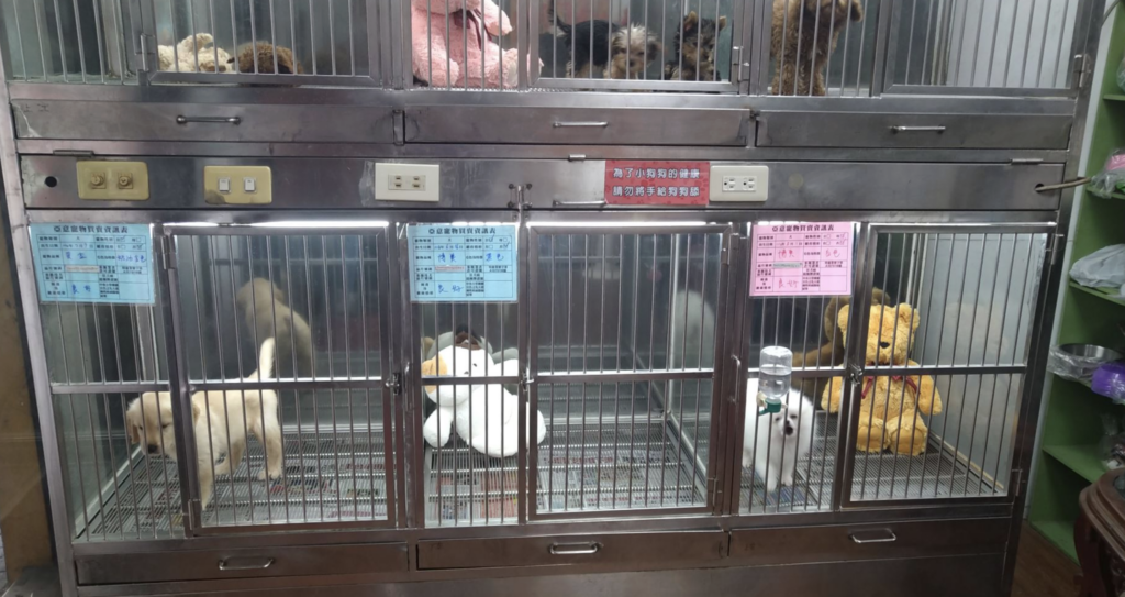 品種貓「買回來就生病」引糾紛 新北動保:選購寵物要三思 新北市近期發生多起寵物買賣糾紛,有消費者反映購買幼犬、幼貓後,短期內生病甚至死亡,引發醫療費用、退換貨及責任歸屬等消費糾紛。新北市動保處表示,由於一般消費者對動物整體健康狀況及幼齡犬貓適應新環境能力認知有限,加上部分品種幼犬貓抵抗力較弱,常在更換環境後發病,導致爭議層出不窮。動保處呼籲,切勿因一時喜愛而衝動消費,寵物買賣契約並非白紙一張,後續生命照護成本更不容忽視。