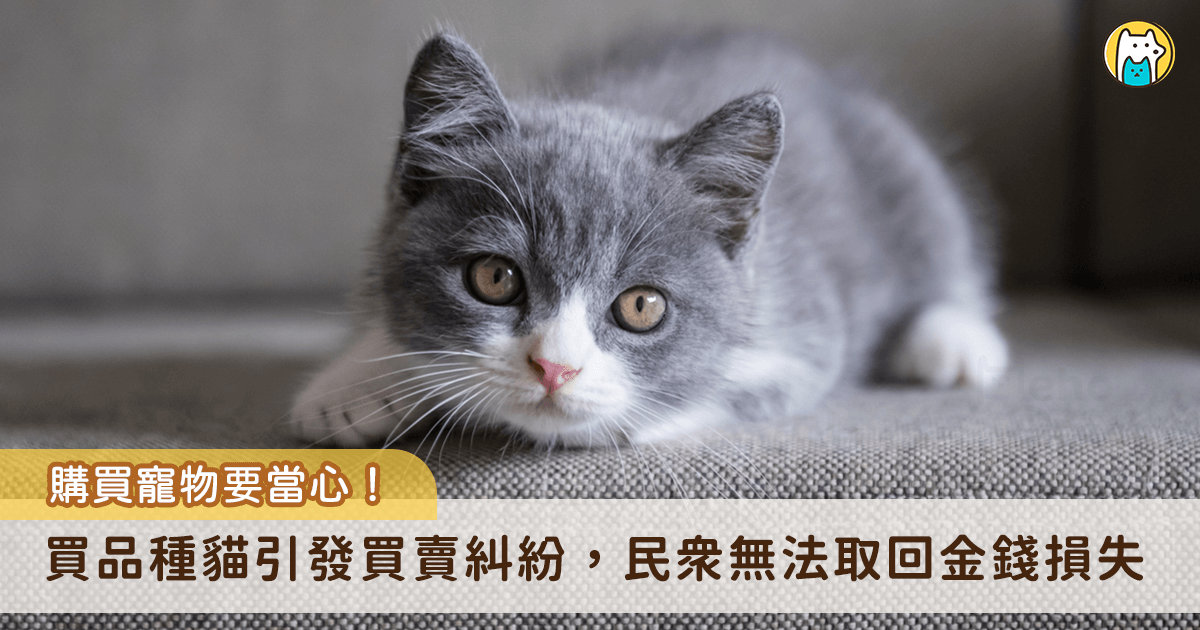 新北市近期發生多起寵物買賣糾紛，有消費者反映購買幼犬、幼貓後，短期內生病甚至死亡，引發醫療費用、退換貨及責任歸屬等消費糾紛。新北市動保處表示，由於一般消費者對動物整體健康狀況及幼齡犬貓適應新環境能力認知有限，加上部分品種幼犬貓抵抗力較弱，常在更換環境後發病，導致爭議層出不窮。動保處呼籲，切勿因一時喜愛而衝動消費，寵物買賣契約並非白紙一張，後續生命照護成本更不容忽視。