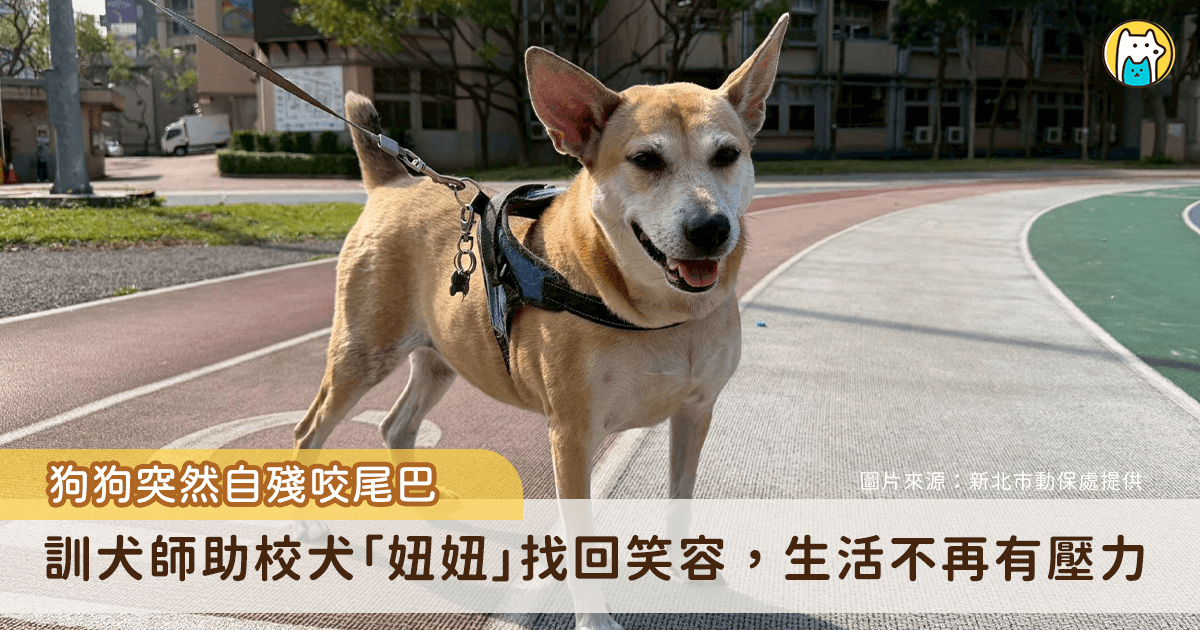 新北市板橋區江翠國小的校犬「妞妞」近日出現情緒不穩定、啃咬尾巴的行為，原本乖巧的牠看到陌生人或換班期間會變得異常的焦慮。經過訓練師的觀察，發現妞妞會情緒不穩的主因是過胖導致的疼痛，以及餵食空間有過多人流，導致牠無法好好放鬆休息。