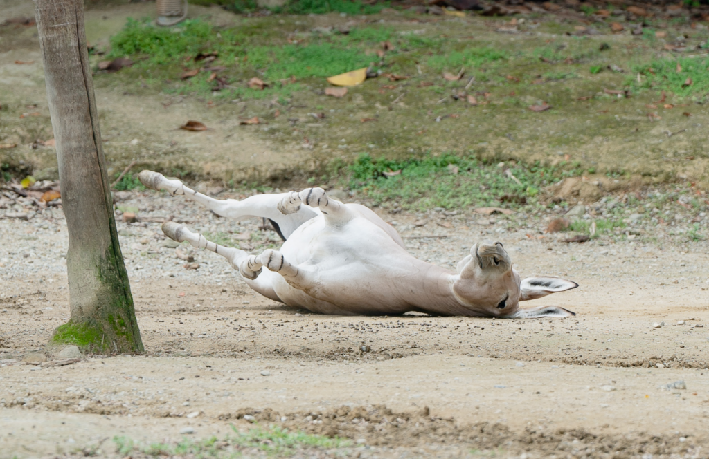 今 (2026) 年適逢農曆生肖馬年，不少民眾喜歡到動物園觀察「馬年明星」的身影，但常常遇到迷你馬跟家驢分不清楚的狀況。台北市立動物園分享這兩種動物的辨識方法，可以從外觀特徵來看出端倪。