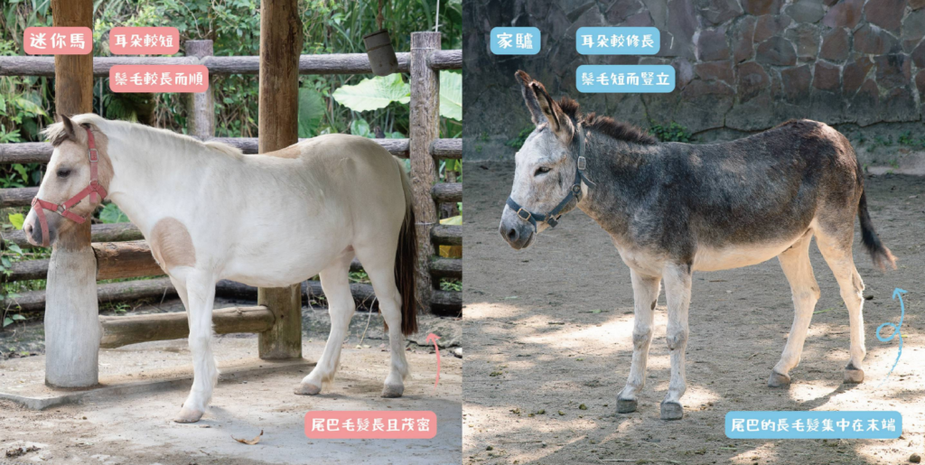 今 (2026) 年適逢農曆生肖馬年，不少民眾喜歡到動物園觀察「馬年明星」的身影，但常常遇到迷你馬跟家驢分不清楚的狀況。台北市立動物園分享這兩種動物的辨識方法，可以從外觀特徵來看出端倪。