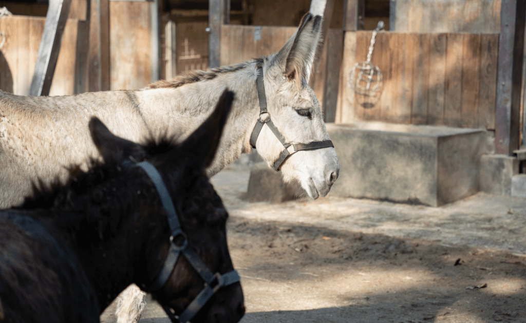 今 (2026) 年適逢農曆生肖馬年，不少民眾喜歡到動物園觀察「馬年明星」的身影，但常常遇到迷你馬跟家驢分不清楚的狀況。台北市立動物園分享這兩種動物的辨識方法，可以從外觀特徵來看出端倪。