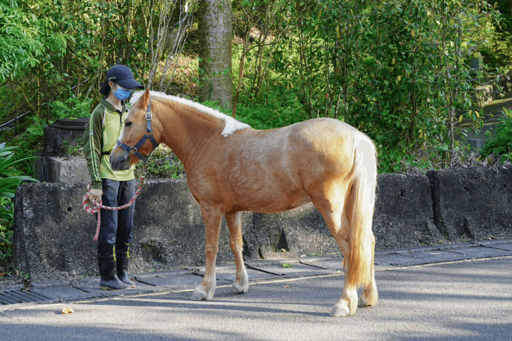 今 (2026) 年適逢農曆生肖馬年，不少民眾喜歡到動物園觀察「馬年明星」的身影，但常常遇到迷你馬跟家驢分不清楚的狀況。台北市立動物園分享這兩種動物的辨識方法，可以從外觀特徵來看出端倪。