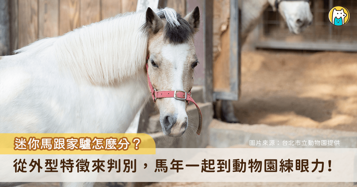 今 (2026) 年適逢農曆生肖馬年，不少民眾喜歡到動物園觀察「馬年明星」的身影，但常常遇到迷你馬跟家驢分不清楚的狀況。台北市立動物園分享這兩種動物的辨識方法，可以從外觀特徵來看出端倪。