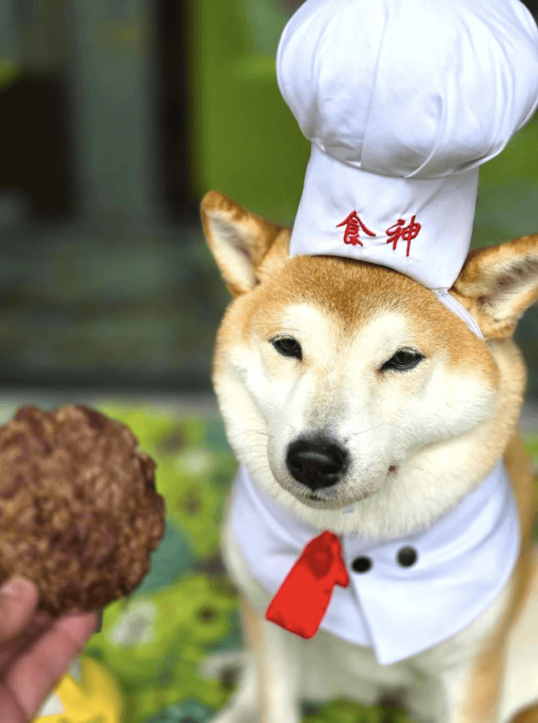 新年將至與毛孩過好年！台北六福萬怡酒店敘日全日餐廳農曆春節期間推出節慶限定「馬年寵物年菜」，並同步升級毛孩友善服務，即日起於早餐時段正式開放寵物同行用餐，進一步擴大毛孩共食服務時段，一次滿足毛孩家庭於節慶與日常用餐的雙重需求。