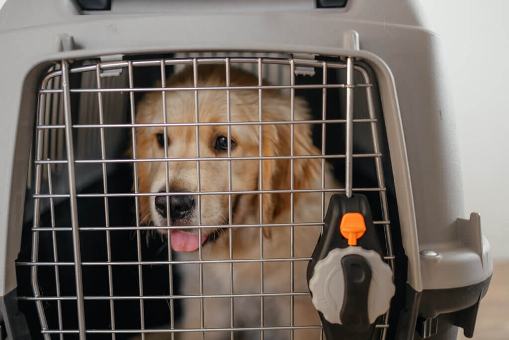 農曆新年迎來返鄉潮，部分飼主選擇搭乘大眾運輸帶毛孩一起回家過年，最多人搭乘的不外乎是台鐵、高鐵以及客運，而每一種交通運輸工具的外出籠尺寸、收費方式規範不同，Heho Pets 整理出 3 種交通工具的整理包，方便飼主能一目瞭然選擇最適合的返鄉路線。