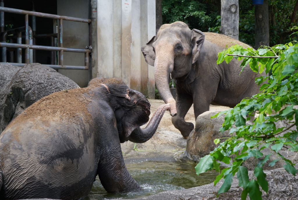 台北市立動物園的亞洲熱帶雨林區即將迎來局部更新，提升動物福祉並更新老舊設施。居住在熱帶雨林區的動物們將於今 (2026) 年陸續搬遷至其他區域，以利新工程施作。亞洲象「友愷」、「友信」將於 3 月下旬移居非洲動物區與非洲象「千惠」當鄰居，歡迎民眾在農曆新年前後到雨林走走，一同與動物們留下珍貴的回憶。