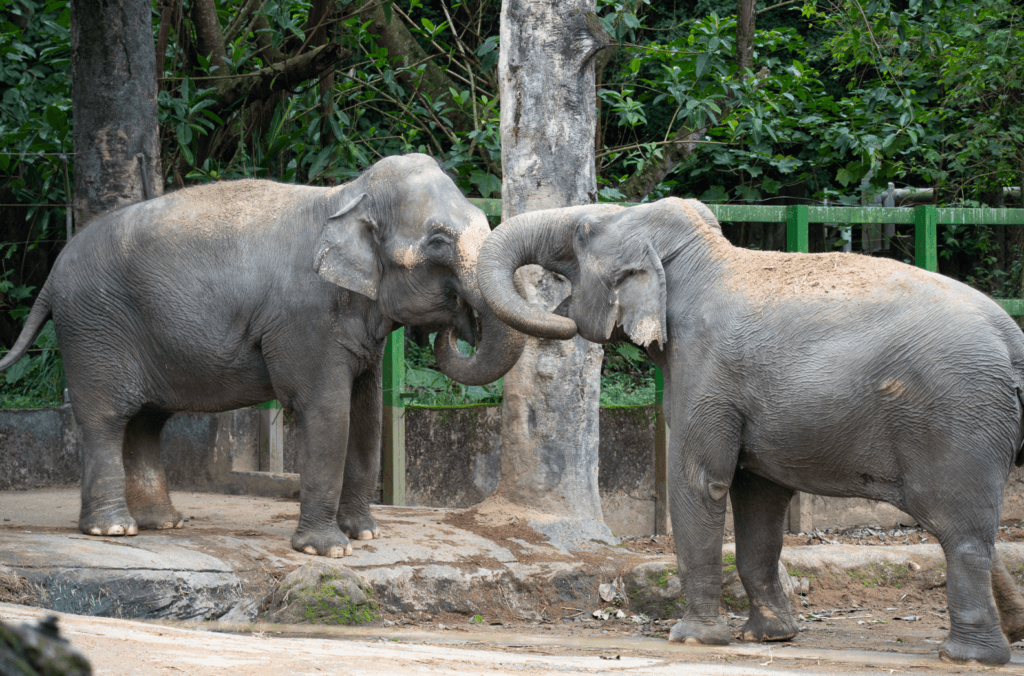 台北市立動物園的亞洲熱帶雨林區即將迎來局部更新，提升動物福祉並更新老舊設施。居住在熱帶雨林區的動物們將於今 (2026) 年陸續搬遷至其他區域，以利新工程施作。亞洲象「友愷」、「友信」將於 3 月下旬移居非洲動物區與非洲象「千惠」當鄰居，歡迎民眾在農曆新年前後到雨林走走，一同與動物們留下珍貴的回憶。