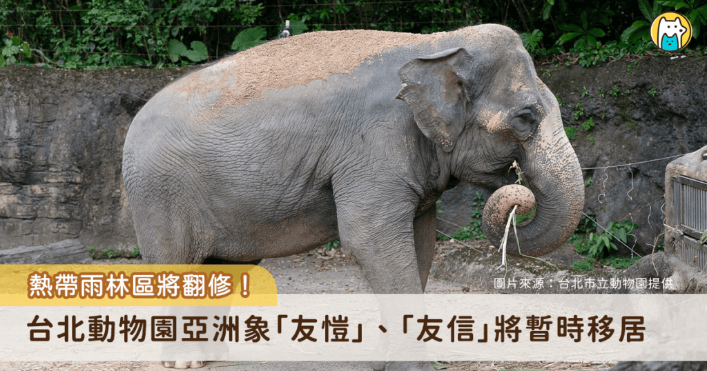 台北市立動物園的亞洲熱帶雨林區即將迎來局部更新，提升動物福祉並更新老舊設施。居住在熱帶雨林區的動物們將於今 (2026) 年陸續搬遷至其他區域，以利新工程施作。亞洲象「友愷」、「友信」將於 3 月下旬移居非洲動物區與非洲象「千惠」當鄰居，歡迎民眾在農曆新年前後到雨林走走，一同與動物們留下珍貴的回憶。
