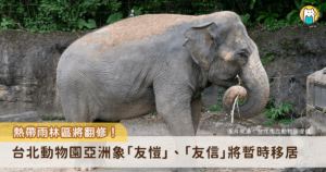 台北市立動物園的亞洲熱帶雨林區即將迎來局部更新，提升動物福祉並更新老舊設施。居住在熱帶雨林區的動物們將於今 (2026) 年陸續搬遷至其他區域，以利新工程施作。亞洲象「友愷」、「友信」將於 3 月下旬移居非洲動物區與非洲象「千惠」當鄰居，歡迎民眾在農曆新年前後到雨林走走，一同與動物們留下珍貴的回憶。
