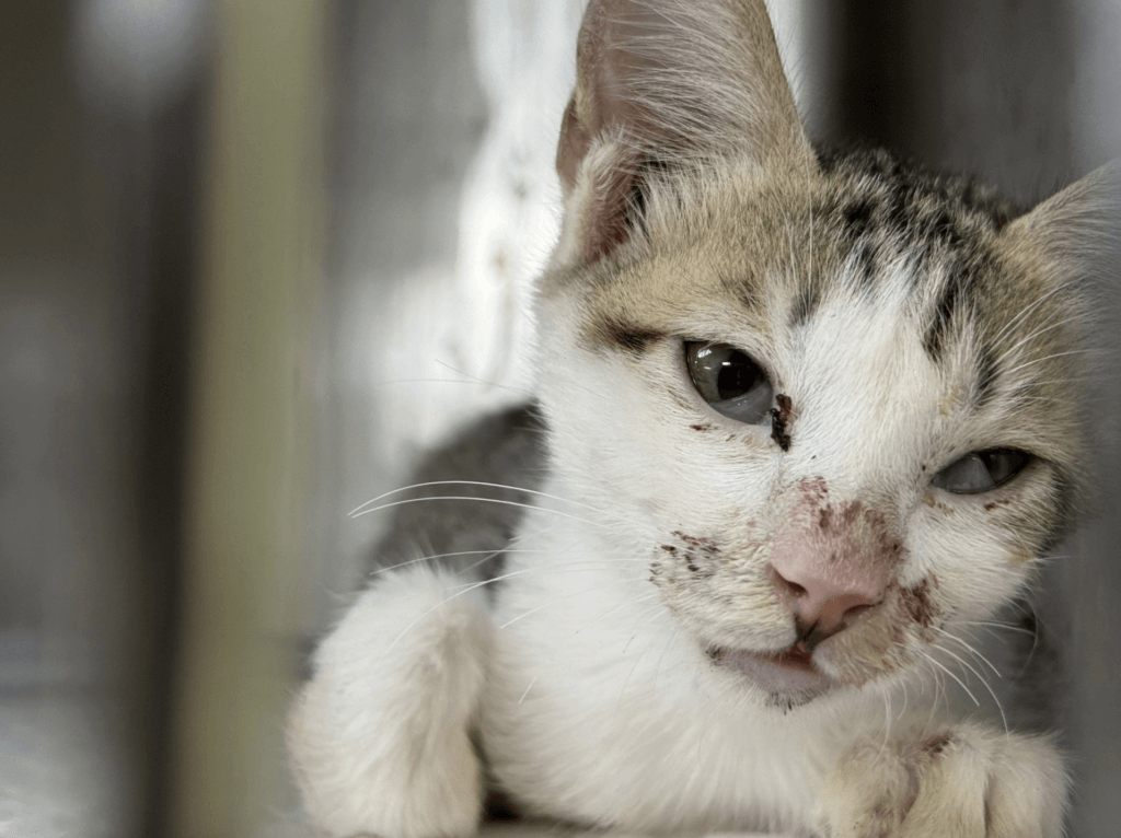 虎斑貓「滿臉血漬」倒路邊獲救 住院有人靠近拖著身體討摸 新北市新店區安祥路一隻虎斑白貓疑似車禍受傷,臉部充滿血漬癱倒在路邊,動保處接獲報案隨即派員前往並帶回治療。貓隻上顎有傷口並有骨折、肺部支氣管炎症反應嚴重,所幸經過治療恢復健康,並由住在新莊的巫小姐認養。