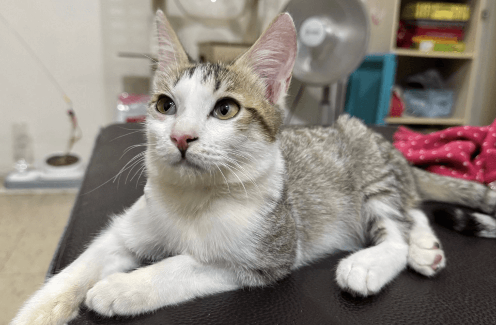 虎斑貓「滿臉血漬」倒路邊獲救 住院有人靠近拖著身體討摸 新北市新店區安祥路一隻虎斑白貓疑似車禍受傷,臉部充滿血漬癱倒在路邊,動保處接獲報案隨即派員前往並帶回治療。貓隻上顎有傷口並有骨折、肺部支氣管炎症反應嚴重,所幸經過治療恢復健康,並由住在新莊的巫小姐認養。