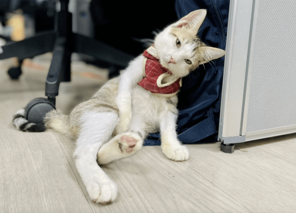 虎斑貓「滿臉血漬」倒路邊獲救 住院有人靠近拖著身體討摸 新北市新店區安祥路一隻虎斑白貓疑似車禍受傷,臉部充滿血漬癱倒在路邊,動保處接獲報案隨即派員前往並帶回治療。貓隻上顎有傷口並有骨折、肺部支氣管炎症反應嚴重,所幸經過治療恢復健康,並由住在新莊的巫小姐認養。