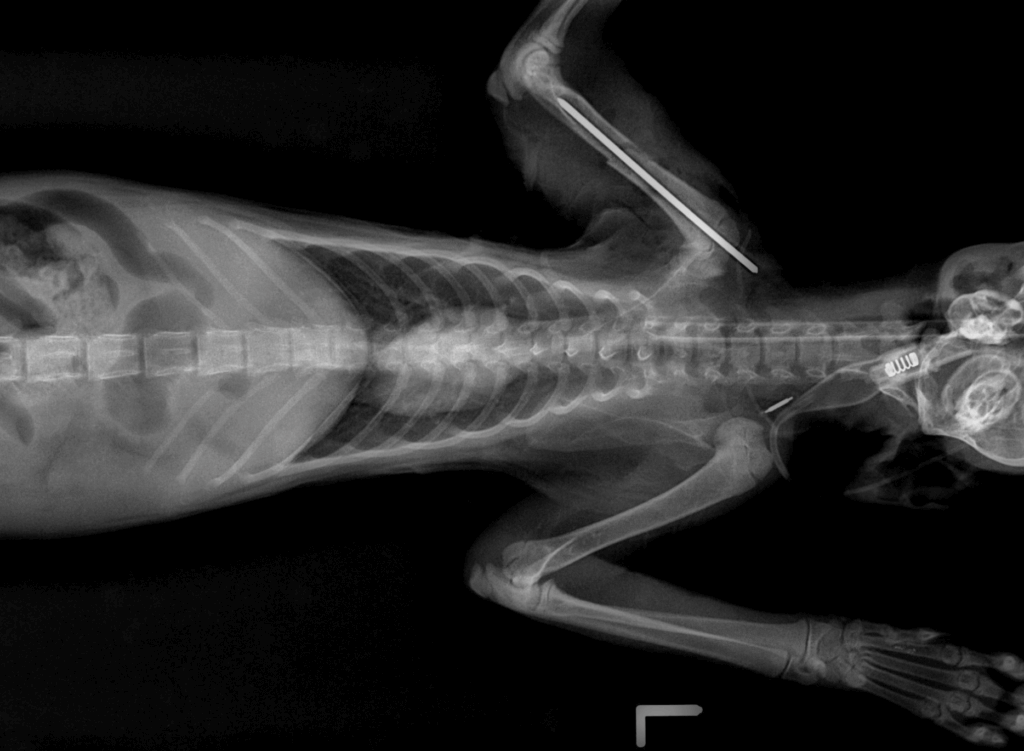 虎斑貓「滿臉血漬」倒路邊獲救 住院有人靠近拖著身體討摸 新北市新店區安祥路一隻虎斑白貓疑似車禍受傷,臉部充滿血漬癱倒在路邊,動保處接獲報案隨即派員前往並帶回治療。貓隻上顎有傷口並有骨折、肺部支氣管炎症反應嚴重,所幸經過治療恢復健康,並由住在新莊的巫小姐認養。