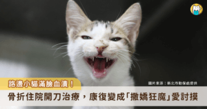 新北市新店區安祥路一隻虎斑白貓疑似車禍受傷，臉部充滿血漬癱倒在路邊，動保處接獲報案隨即派員前往並帶回治療。貓隻上顎有傷口並有骨折、肺部支氣管炎症反應嚴重，所幸經過治療恢復健康，並由住在新莊的巫小姐認養。