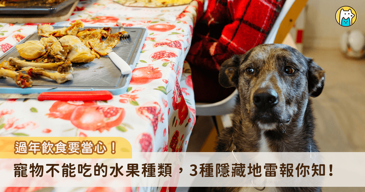 農曆新年是家人團聚的日子，飼主在吃好料的同時也要注意寵物飲食安全，特別是看起來天然美味的水果，對毛孩來說可能是有害的食物，特別是葡萄、櫻桃、酪梨這 3 種都是高度危險的「隱藏地雷」，若是不小心吃到要趕快送醫。