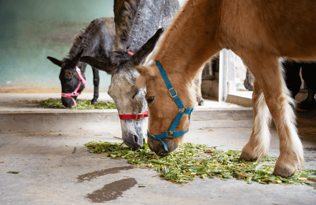 過年幫動物們加菜過好年! 馬來貘吃蔬果盤、非洲獅大嗑羊排 春節期間家家戶戶正忙著準備年菜,動物園也會幫動物們加菜過性準備營養均衡、色香味俱全的食材。偶爾加些「擺盤」的小巧思,彷彿也增添了農曆新年的節慶氛圍。