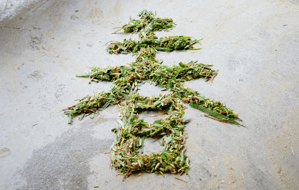 過年幫動物們加菜過好年! 馬來貘吃蔬果盤、非洲獅大嗑羊排 春節期間家家戶戶正忙著準備年菜,動物園也會幫動物們加菜過性準備營養均衡、色香味俱全的食材。偶爾加些「擺盤」的小巧思,彷彿也增添了農曆新年的節慶氛圍。