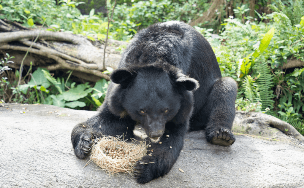 過年幫動物們加菜過好年! 馬來貘吃蔬果盤、非洲獅大嗑羊排 春節期間家家戶戶正忙著準備年菜,動物園也會幫動物們加菜過性準備營養均衡、色香味俱全的食材。偶爾加些「擺盤」的小巧思,彷彿也增添了農曆新年的節慶氛圍。