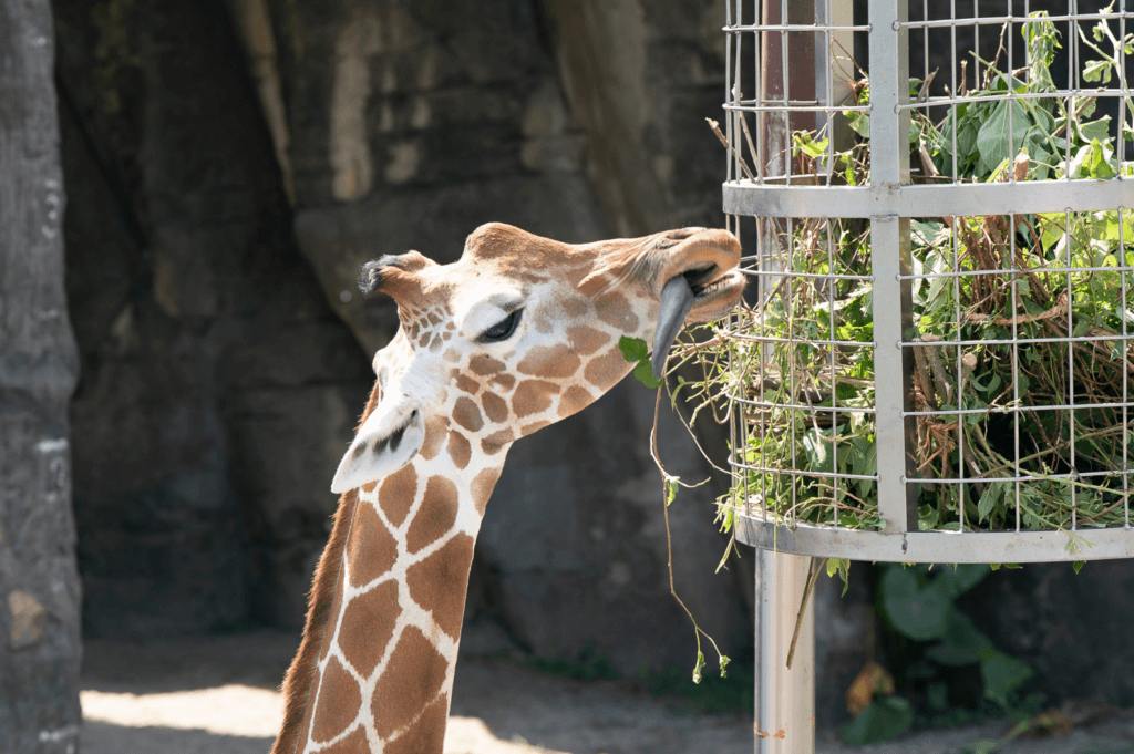 過年幫動物們加菜過好年! 馬來貘吃蔬果盤、非洲獅大嗑羊排 春節期間家家戶戶正忙著準備年菜,動物園也會幫動物們加菜過性準備營養均衡、色香味俱全的食材。偶爾加些「擺盤」的小巧思,彷彿也增添了農曆新年的節慶氛圍。