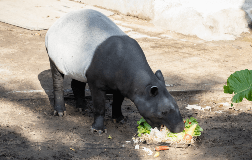 過年幫動物們加菜過好年! 馬來貘吃蔬果盤、非洲獅大嗑羊排 春節期間家家戶戶正忙著準備年菜,動物園也會幫動物們加菜過性準備營養均衡、色香味俱全的食材。偶爾加些「擺盤」的小巧思,彷彿也增添了農曆新年的節慶氛圍。