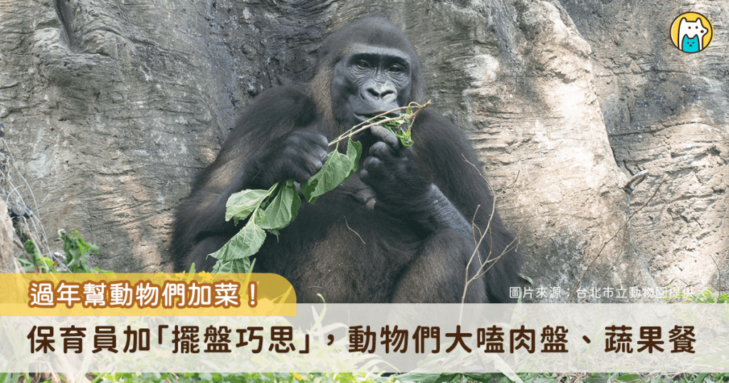 過年幫動物們加菜過好年! 馬來貘吃蔬果盤、非洲獅大嗑羊排 春節期間家家戶戶正忙著準備年菜,動物園也會幫動物們加菜過性準備營養均衡、色香味俱全的食材。偶爾加些「擺盤」的小巧思,彷彿也增添了農曆新年的節慶氛圍。