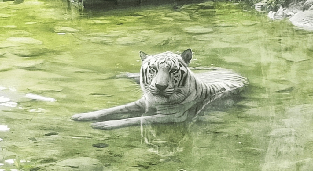 壽山動物園19歲白老虎「昭海」過世 慢性腎臟病搏鬥7年 高雄壽山動物園 19 歲白老虎「昭海」22 日離世。昭海 7 年前診斷出慢性腎臟病,仍在獸醫與保育員照護下維持良好的生活品質,與醫療團隊對抗生理退化。昭海 22 日於熟悉的環境中安詳離世,陪伴高雄市民超過 14 年謝幕。