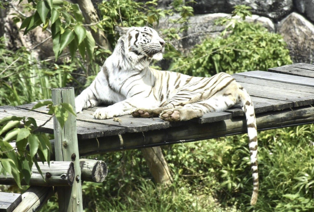 壽山動物園19歲白老虎「昭海」過世 慢性腎臟病搏鬥7年 高雄壽山動物園 19 歲白老虎「昭海」22 日離世。昭海 7 年前診斷出慢性腎臟病,仍在獸醫與保育員照護下維持良好的生活品質,與醫療團隊對抗生理退化。昭海 22 日於熟悉的環境中安詳離世,陪伴高雄市民超過 14 年謝幕。