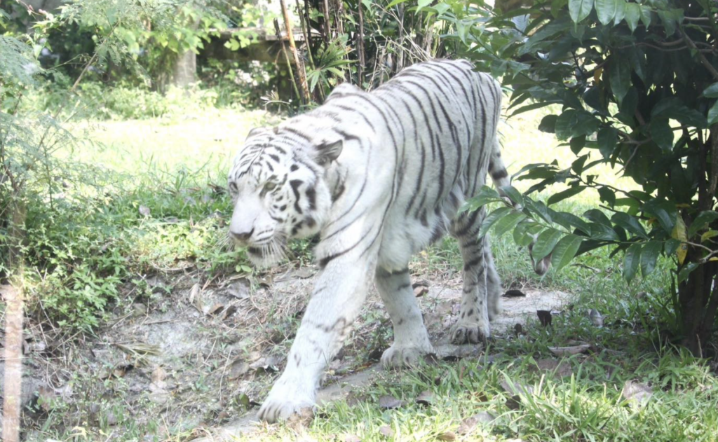 壽山動物園19歲白老虎「昭海」過世 慢性腎臟病搏鬥7年 高雄壽山動物園 19 歲白老虎「昭海」22 日離世。昭海 7 年前診斷出慢性腎臟病,仍在獸醫與保育員照護下維持良好的生活品質,與醫療團隊對抗生理退化。昭海 22 日於熟悉的環境中安詳離世,陪伴高雄市民超過 14 年謝幕。