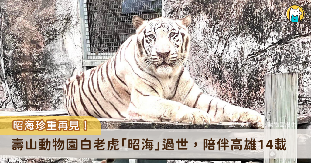 壽山動物園19歲白老虎「昭海」過世 慢性腎臟病搏鬥7年 高雄壽山動物園 19 歲白老虎「昭海」22 日離世。昭海 7 年前診斷出慢性腎臟病,仍在獸醫與保育員照護下維持良好的生活品質,與醫療團隊對抗生理退化。昭海 22 日於熟悉的環境中安詳離世,陪伴高雄市民超過 14 年謝幕。