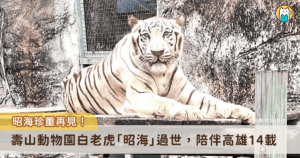 高雄壽山動物園 19 歲白老虎「昭海」22 日離世。昭海 7 年前診斷出慢性腎臟病，仍在獸醫與保育員照護下維持良好的生活品質，與醫療團隊對抗生理退化。昭海 22 日於熟悉的環境中安詳離世，陪伴高雄市民超過 14 年謝幕。