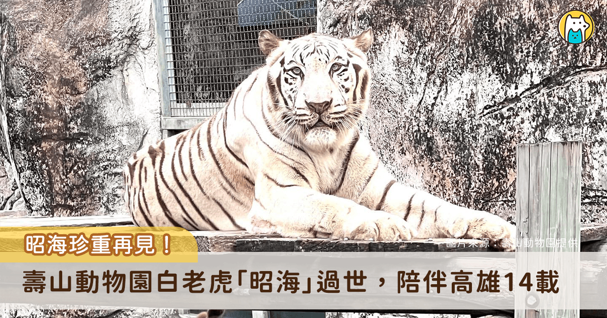 高雄壽山動物園 19 歲白老虎「昭海」22 日離世。昭海 7 年前診斷出慢性腎臟病，仍在獸醫與保育員照護下維持良好的生活品質，與醫療團隊對抗生理退化。昭海 22 日於熟悉的環境中安詳離世，陪伴高雄市民超過 14 年謝幕。