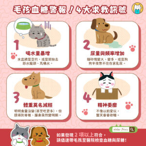 毛孩糖尿病前兆曝光！ 3 關鍵守住血糖