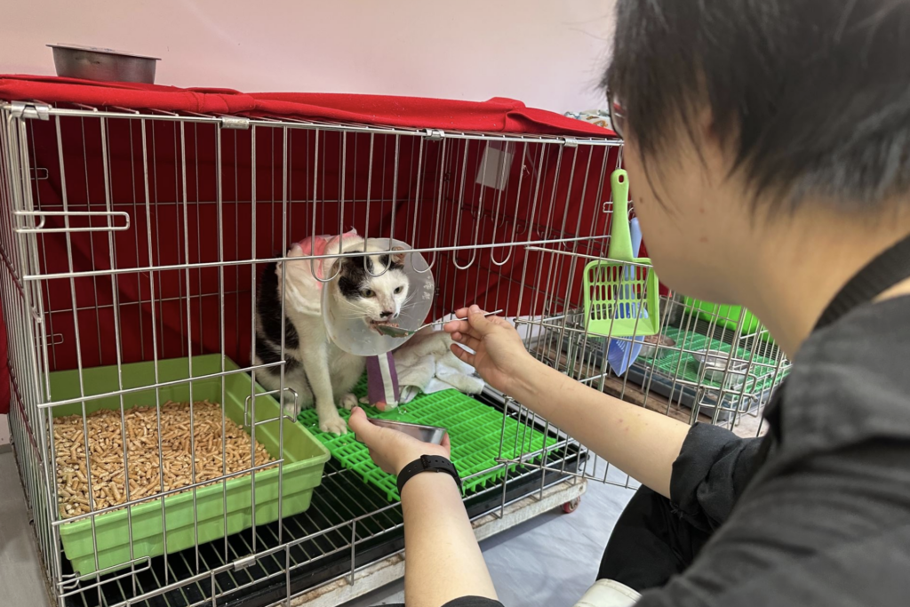 新北市動保處日前救治一隻前腳嚴重受傷的貓咪，該貓被志工於中和區發現後即刻通報並送交中和動物之家。經獸醫師初步檢查，發現貓咪左前腳有大範圍皮膚缺損，傷口深且面積廣，屬於癒合困難的複雜創傷。所幸在具多次自體皮瓣移植手術經驗的獸醫師黃俊元協助下，成功以自體皮瓣手術修復前腳大範圍傷口，目前已復原，並於中和動物之家等待一個願意照顧牠的溫暖家庭。