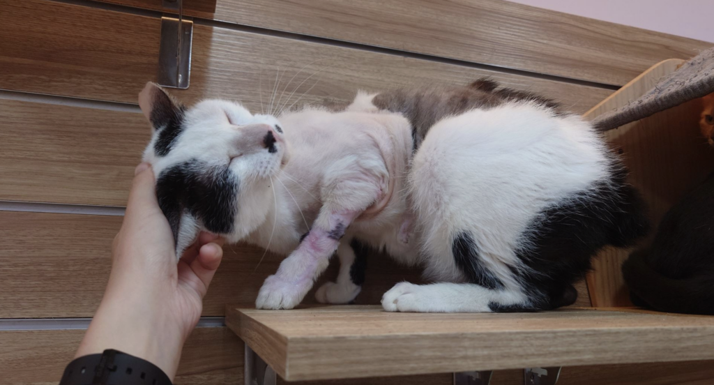 新北市動保處日前救治一隻前腳嚴重受傷的貓咪，該貓被志工於中和區發現後即刻通報並送交中和動物之家。經獸醫師初步檢查，發現貓咪左前腳有大範圍皮膚缺損，傷口深且面積廣，屬於癒合困難的複雜創傷。所幸在具多次自體皮瓣移植手術經驗的獸醫師黃俊元協助下，成功以自體皮瓣手術修復前腳大範圍傷口，目前已復原，並於中和動物之家等待一個願意照顧牠的溫暖家庭。