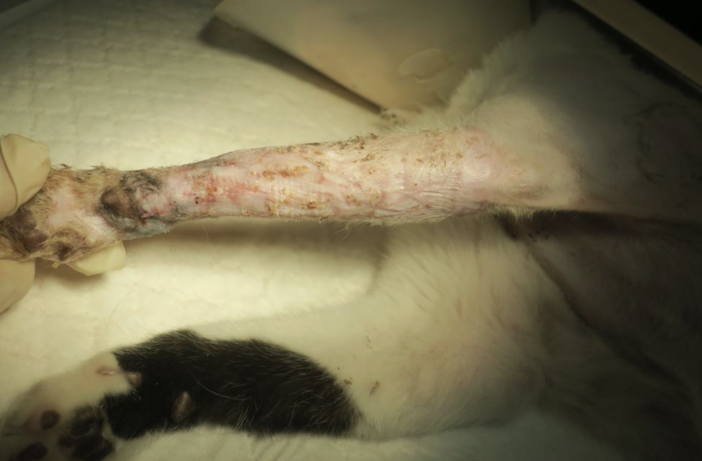 新北市動保處日前救治一隻前腳嚴重受傷的貓咪，該貓被志工於中和區發現後即刻通報並送交中和動物之家。經獸醫師初步檢查，發現貓咪左前腳有大範圍皮膚缺損，傷口深且面積廣，屬於癒合困難的複雜創傷。所幸在具多次自體皮瓣移植手術經驗的獸醫師黃俊元協助下，成功以自體皮瓣手術修復前腳大範圍傷口，目前已復原，並於中和動物之家等待一個願意照顧牠的溫暖家庭。