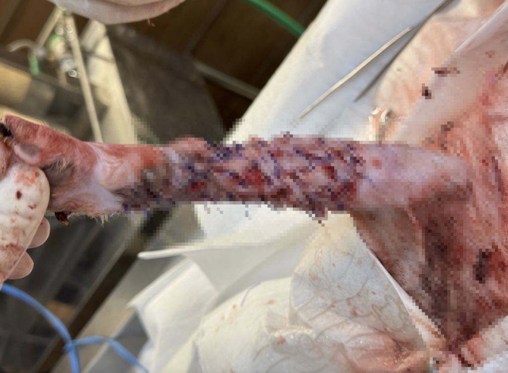 新北市動保處日前救治一隻前腳嚴重受傷的貓咪，該貓被志工於中和區發現後即刻通報並送交中和動物之家。經獸醫師初步檢查，發現貓咪左前腳有大範圍皮膚缺損，傷口深且面積廣，屬於癒合困難的複雜創傷。所幸在具多次自體皮瓣移植手術經驗的獸醫師黃俊元協助下，成功以自體皮瓣手術修復前腳大範圍傷口，目前已復原，並於中和動物之家等待一個願意照顧牠的溫暖家庭。