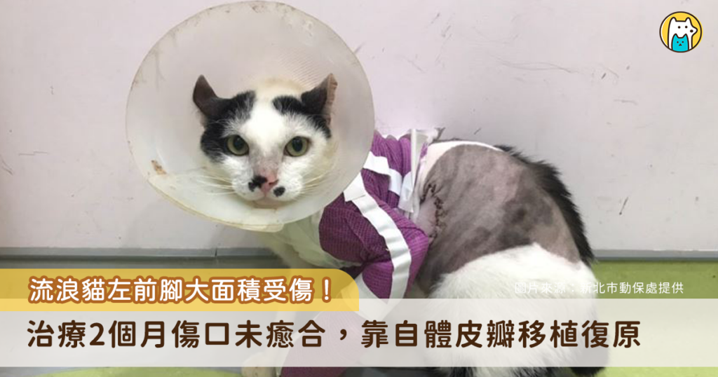 新北市動保處日前救治一隻前腳嚴重受傷的貓咪，該貓被志工於中和區發現後即刻通報並送交中和動物之家。經獸醫師初步檢查，發現貓咪左前腳有大範圍皮膚缺損，傷口深且面積廣，屬於癒合困難的複雜創傷。所幸在具多次自體皮瓣移植手術經驗的獸醫師黃俊元協助下，成功以自體皮瓣手術修復前腳大範圍傷口，目前已復原，並於中和動物之家等待一個願意照顧牠的溫暖家庭。