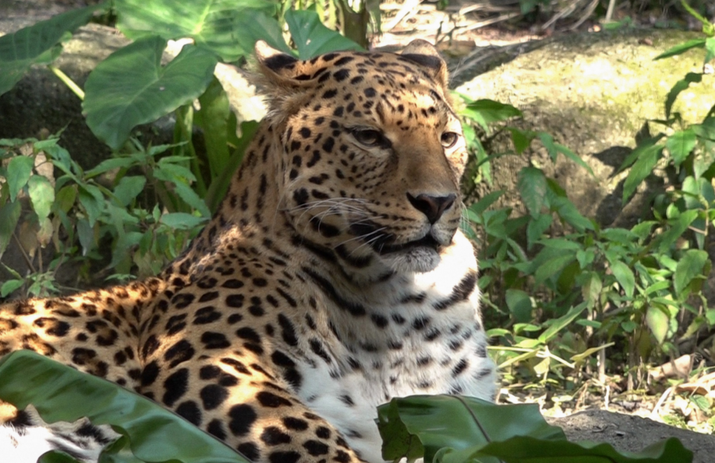 18歲花豹「花郎」6 日在照護團隊的陪伴下離世