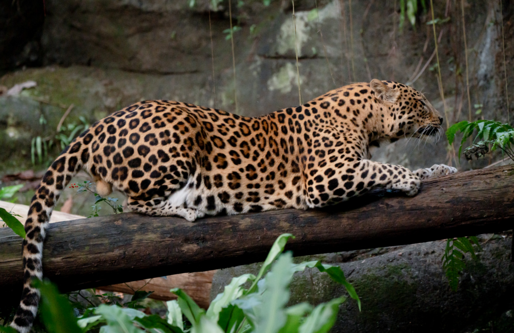 花豹「花郎」2026 年 2 月下旬右前肢出現明顯跛行。