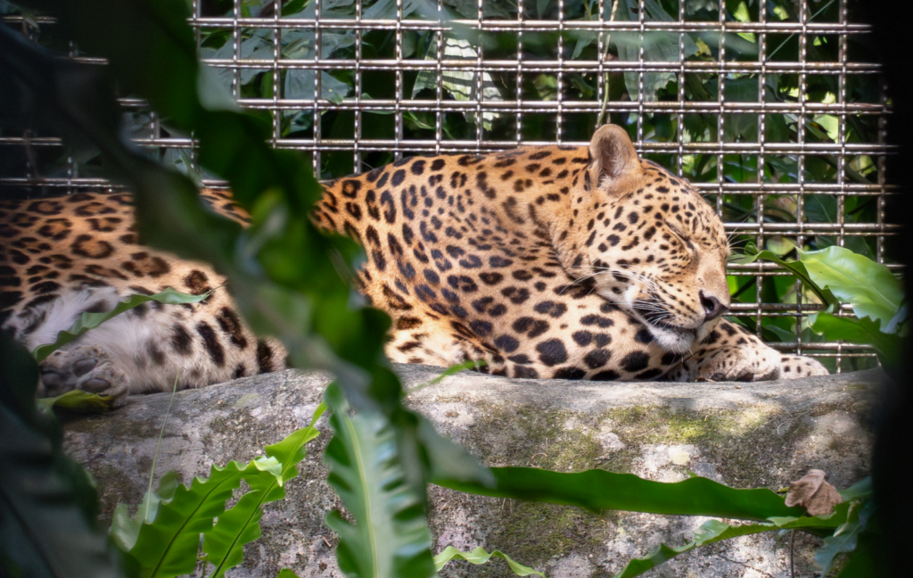 動物園花豹「花郎」結束 18 年生涯。